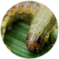 Fall Armyworm Caterpillar