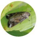 Fall Armyworm moth