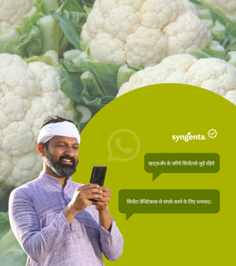 Man holding phone beside green WhatsApp promo graphic on cauliflower background