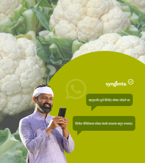 Man using phone beside green WhatsApp-themed graphic over cauliflower background
