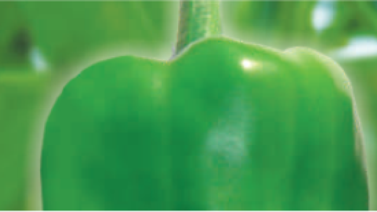 dollar thumb