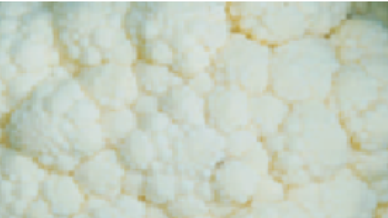 snow pearl thumb