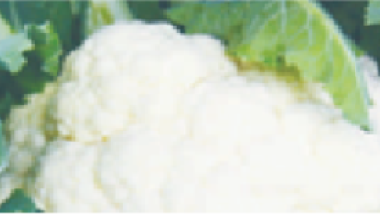 snow queen thumb