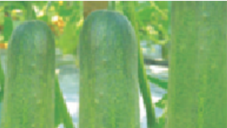 tasty thumb