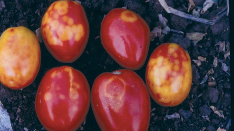 Tomato Spotted Wilt Virus