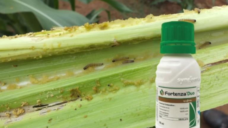Fall Armyworm Fortenza Duo