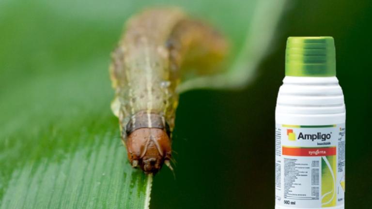 Fall Armyworm Ampligo