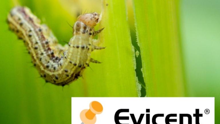 Fall Armyworm control
