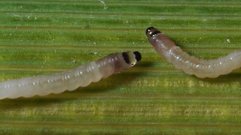 Stem borer