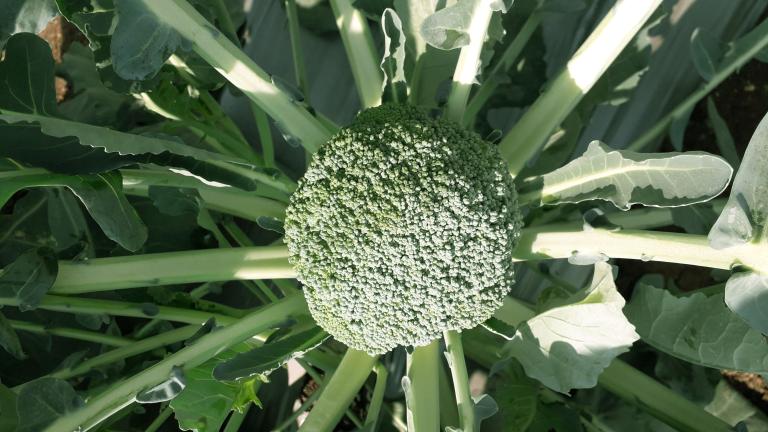 Brocoli