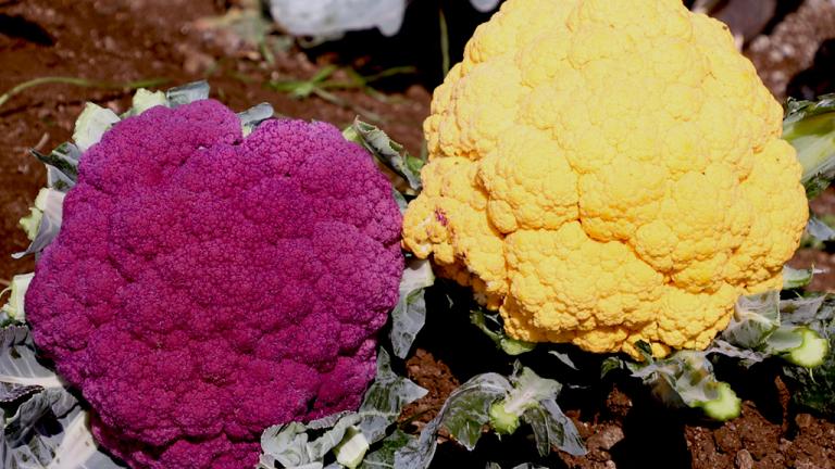 Cauliflower Blog