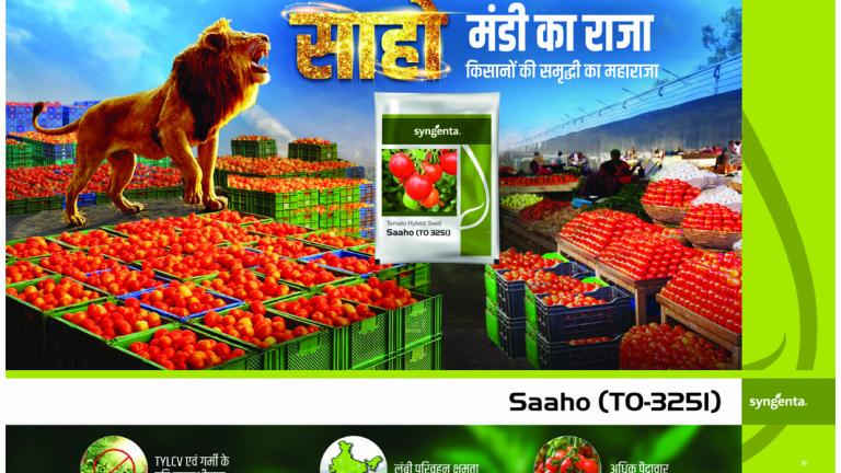 sahoo tomato