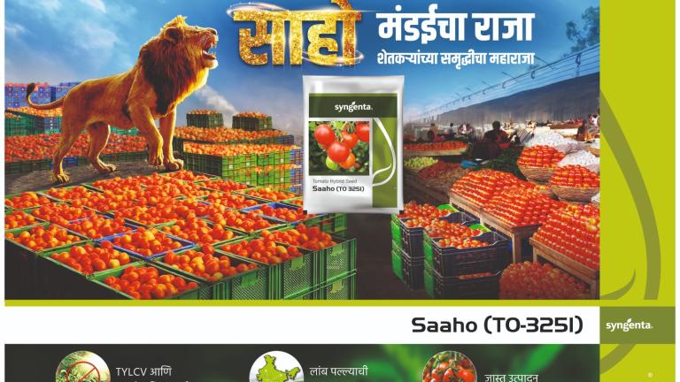 sahoo tomato