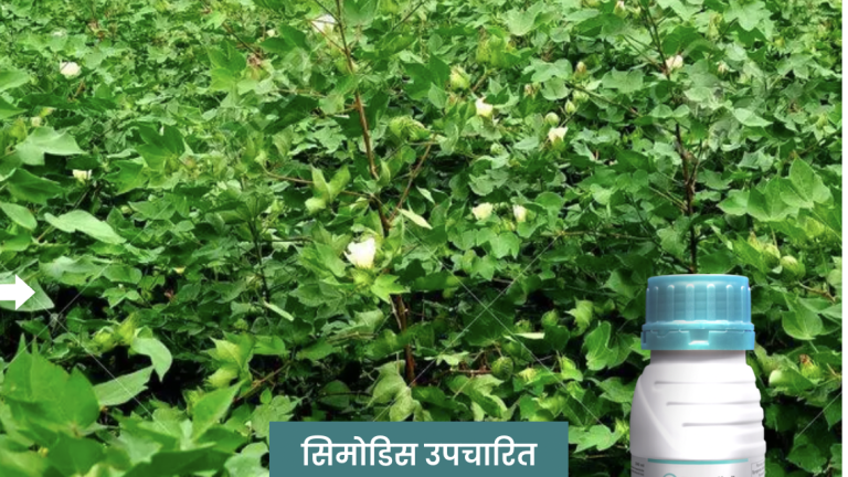 सिमोडिस - सिफारिशें तथा निर्धारित मात्राएं2