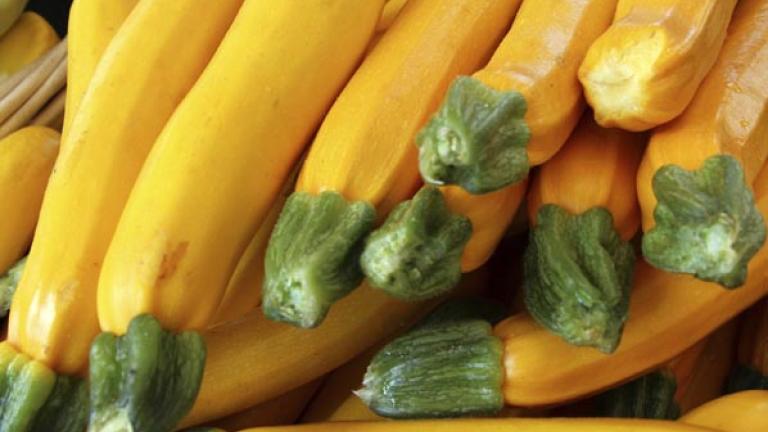 golden-squash