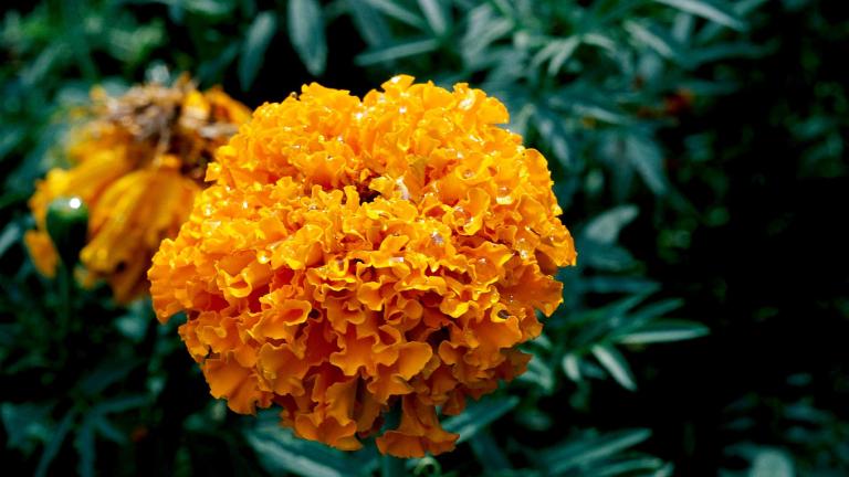 Marigold flower seeds