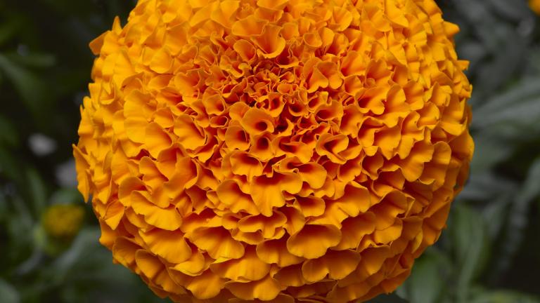 Marigold flower seeds