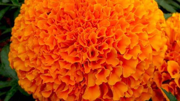 Marigold flower seeds