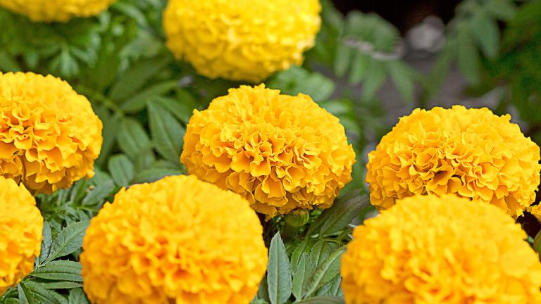 Marigold flower seeds
