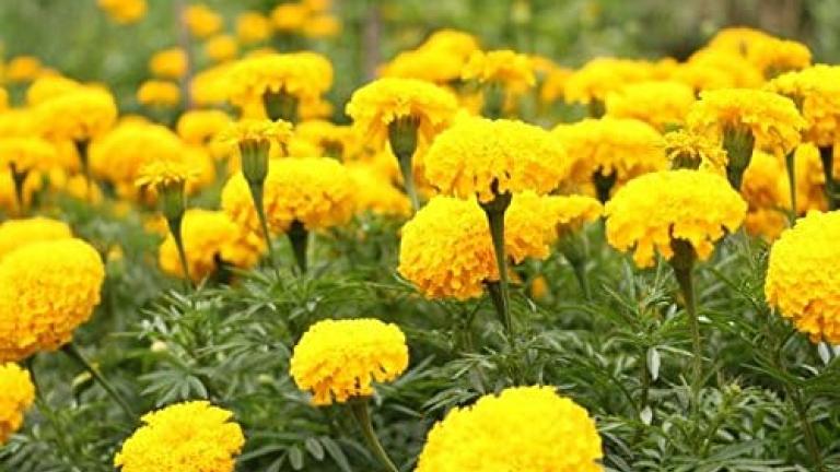 Marigold flower seeds