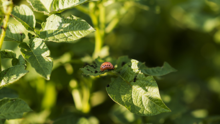 Rapid Feeding Cessation on Mites and Some LEPS