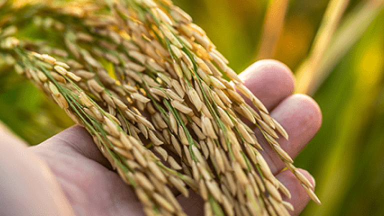 improved crop vigor
