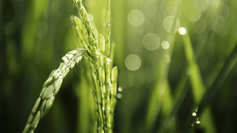 rainfastness