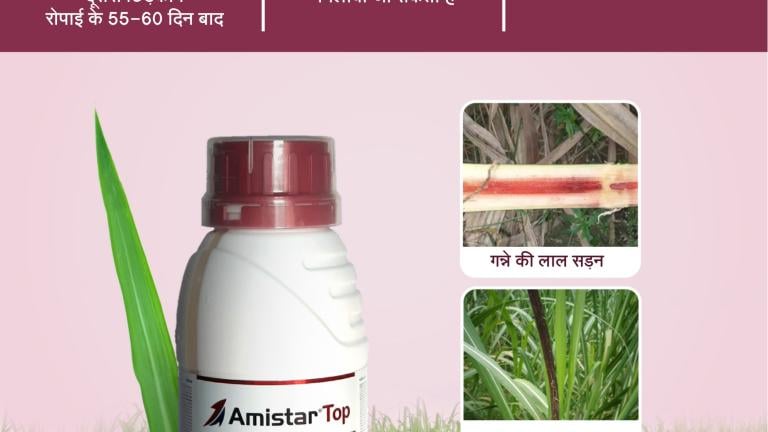 Amistar_top