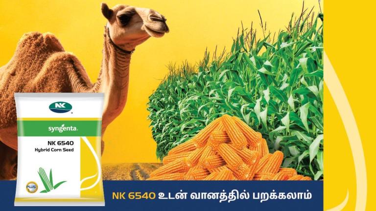 NK6540 Tamil Corn