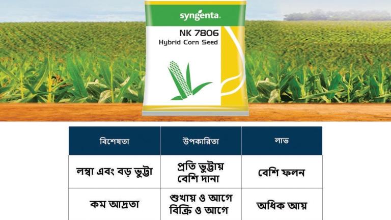 NK7806 Corn Bengali