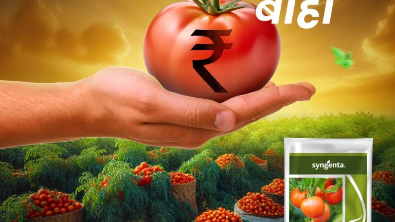 Baaho Tomato Marathi