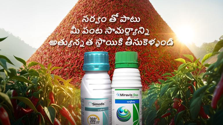 Sarvam chilli telugu