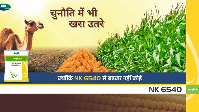 Nk6540 Corn Marathi 