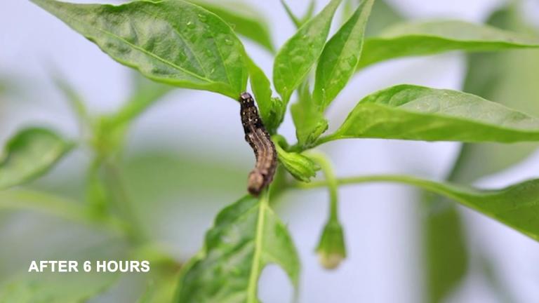 Syngenta India | Evicent - Effect on insect pests