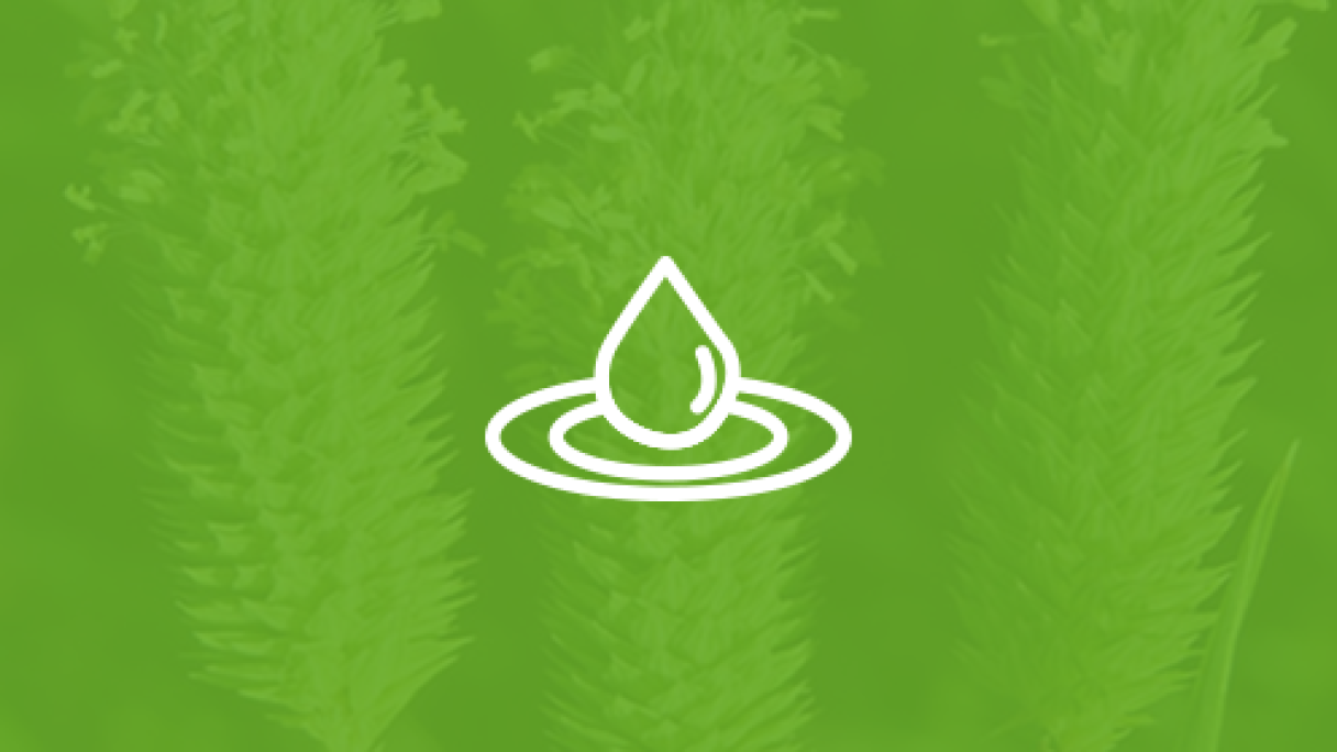 Rifit Plus | Syngenta