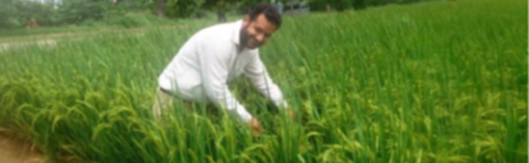 Success stories for rice | Syngenta