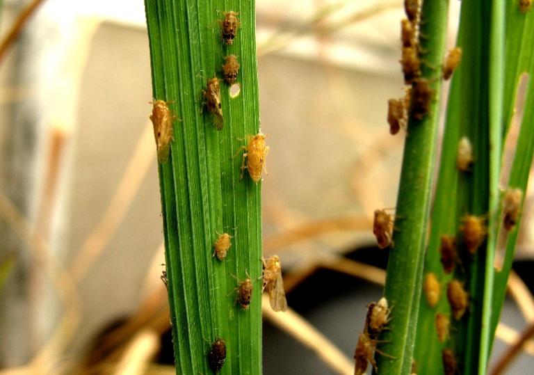 సుడిదోమ ప్రభావం