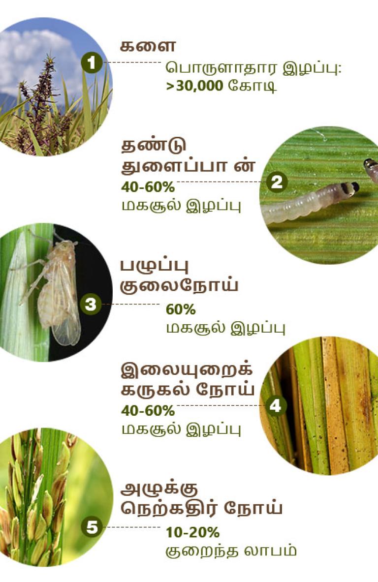 நெற்பயிரைத் தாக்கும் நோய்கள்