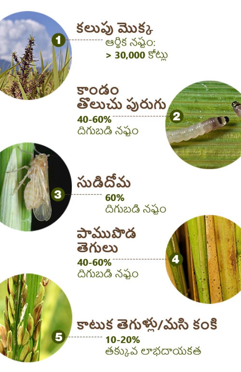 వరి వ్యాధులు