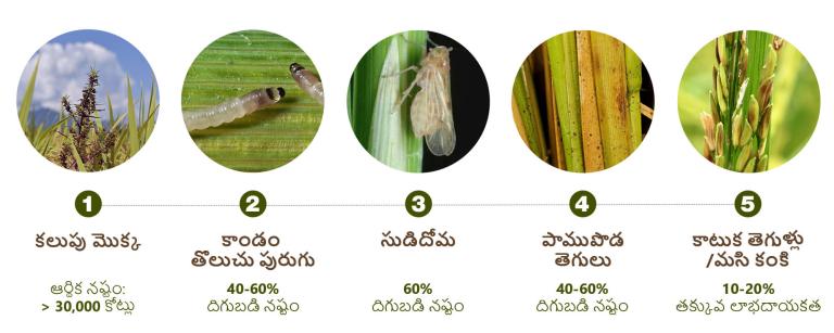 వరి వ్యాధులు