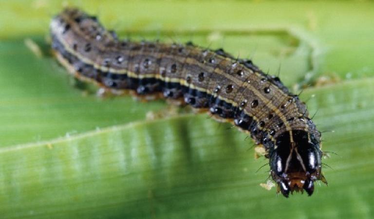Spodoptera Frugiperda