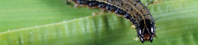 Spodoptera Frugiperda