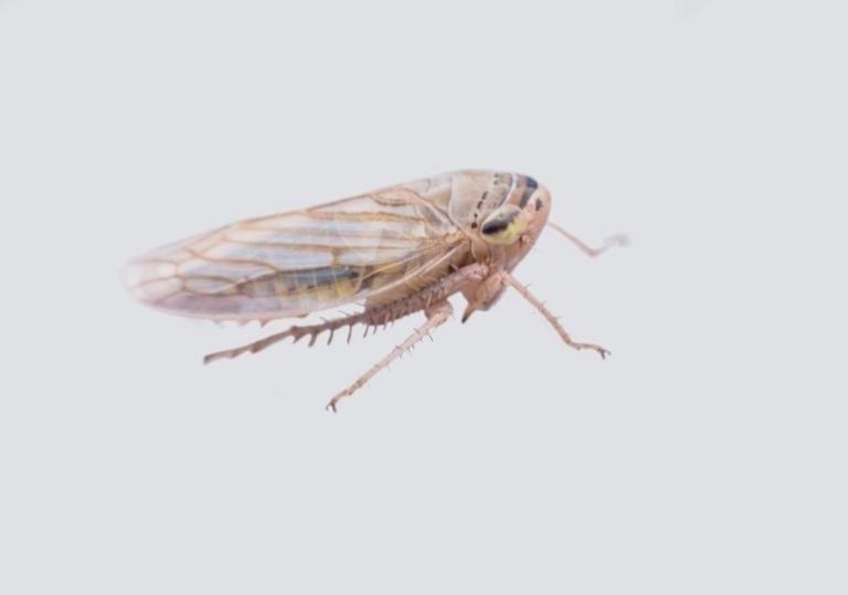 Brown planthopper