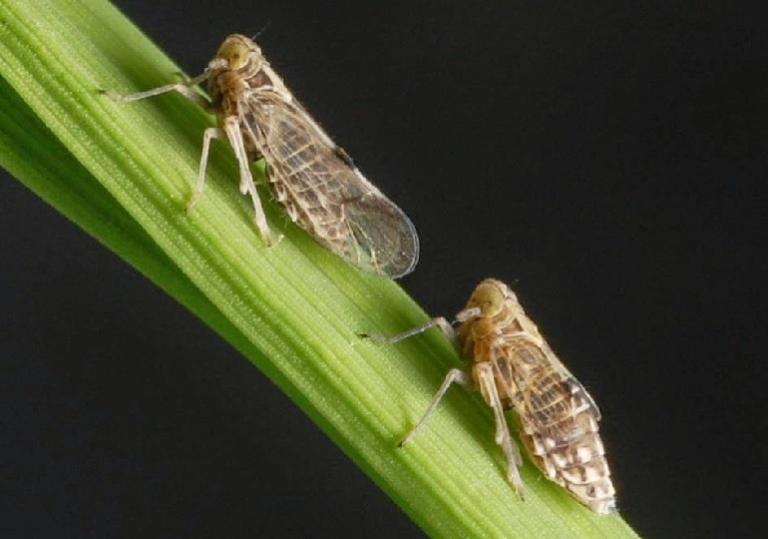 సుడిదోమ ఆశించడం