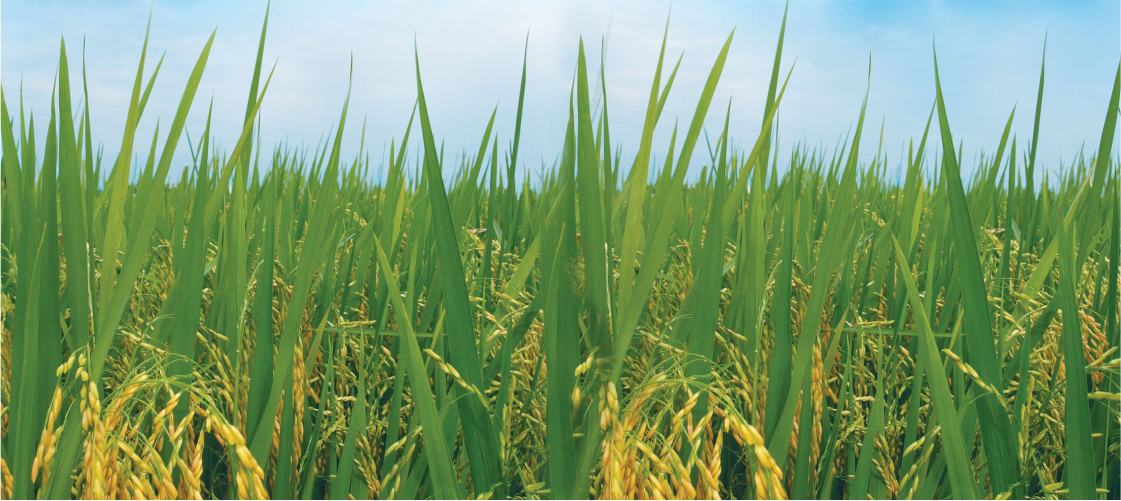 CoC rice field