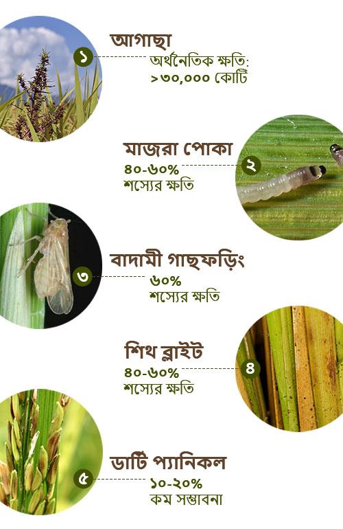 ধানের রোগগুলি