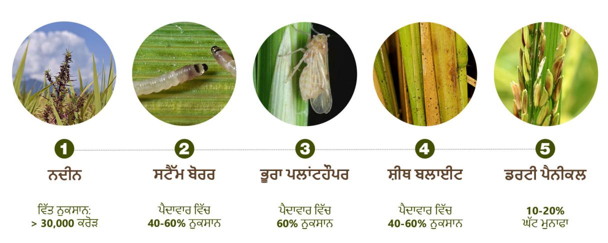 ಅಕ್ಕಿ ರೋಗಗಳು
