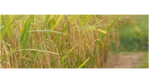 NK 7104 - Variety Rice | Syngenta