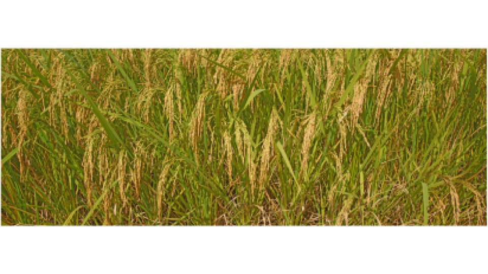 NK 7104 - Variety Rice | Syngenta