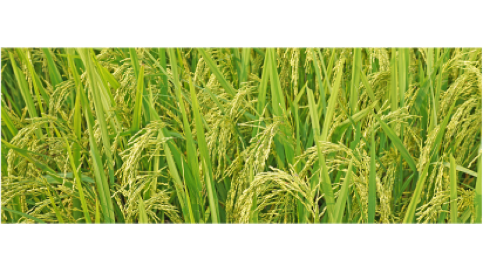 NK 7104 - Variety Rice | Syngenta